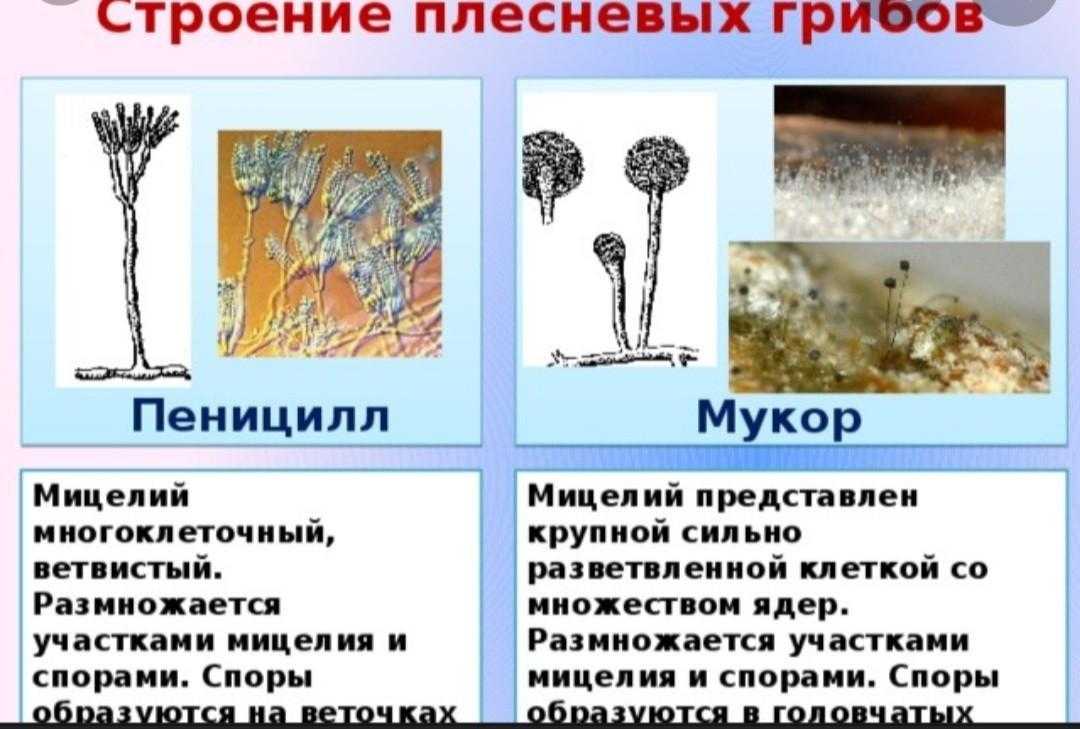 Плесневые грибы - строение, классы и прмеры | значение плесневых грибов