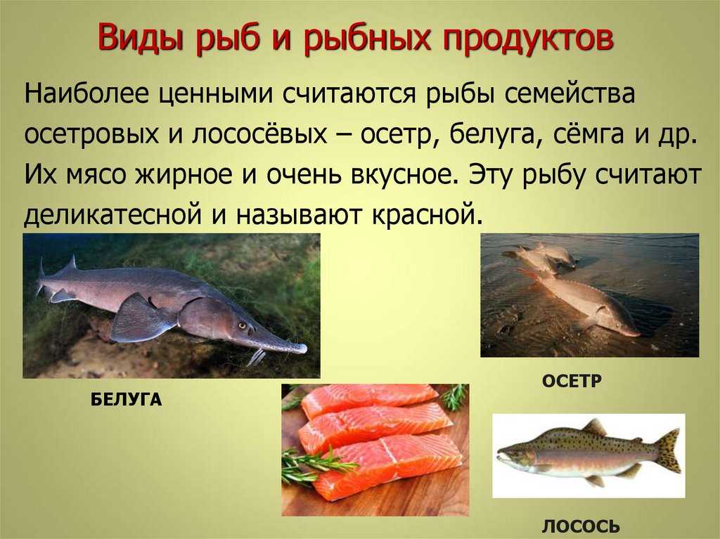 Урок 26 | технология приготовления блюд из рыбы и морепродуктов. §39. пищевая ценность рыбы. подготовка рыбы к обработке