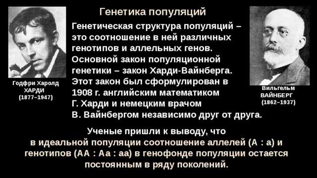 Закон харди вайнберга кратко