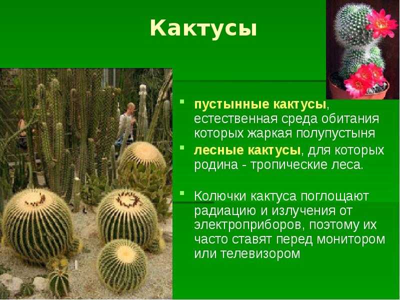 Приспособленность кактуса в окружающей среде