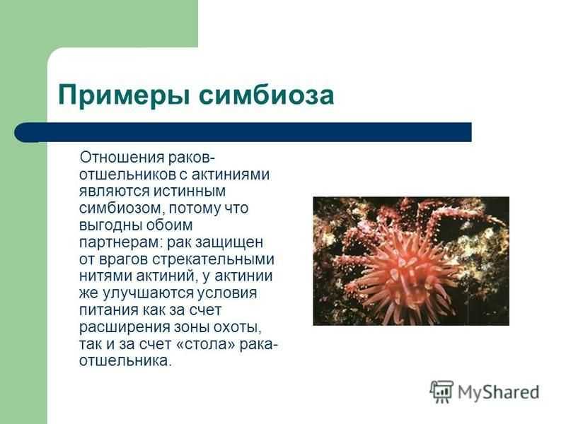 Растения и животные