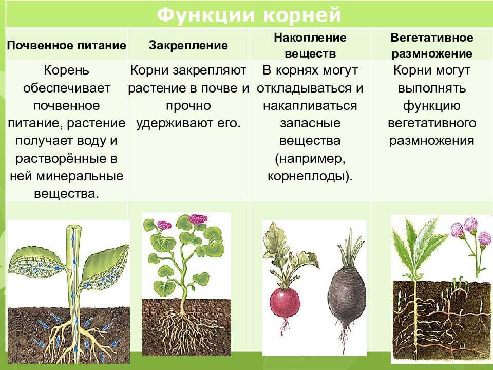 Специализация и метаморфозы корней | student guru