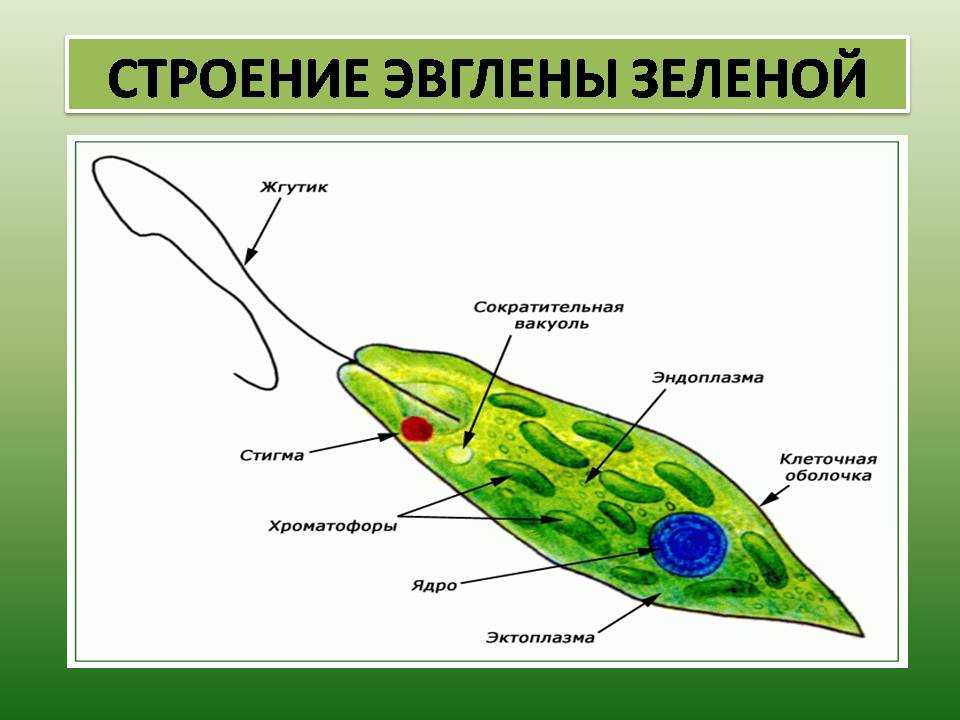 Урок 2: простейшие - 100urokov.ru