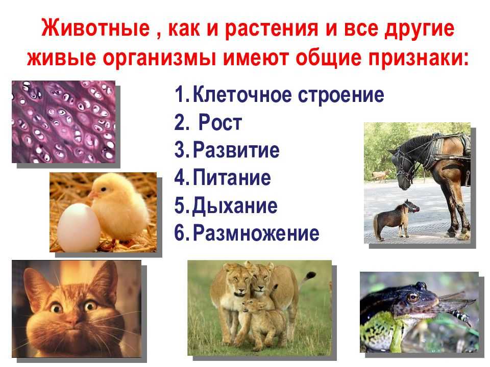 Почему учёные утверждают что у животных и растений были общие предки?