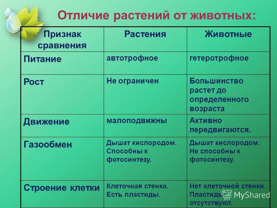 Заполните таблицу «сходства и различия животных и растений».