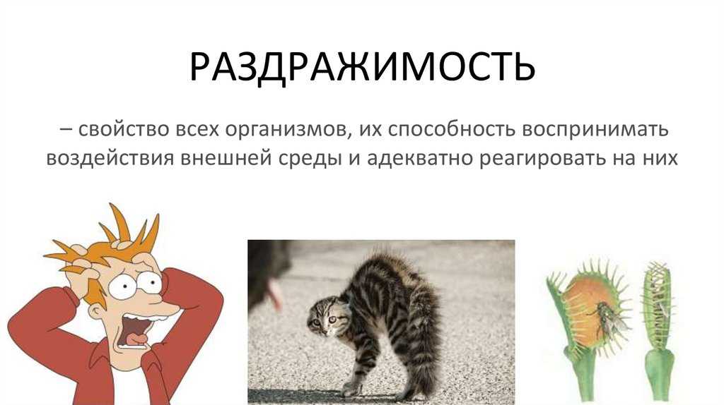 Свойство живого раздражимость - понятие, какие виды существуют
