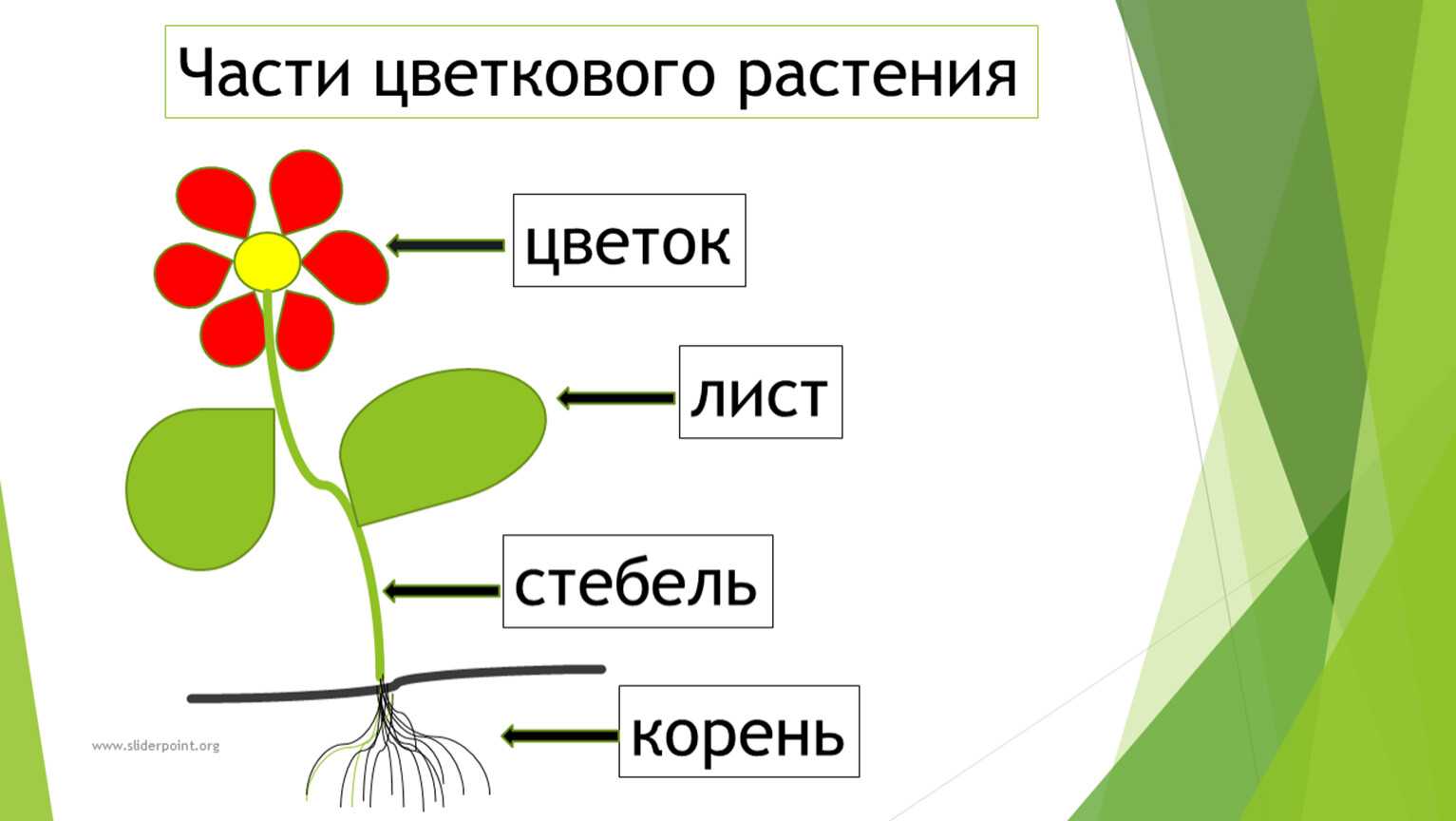 Ботанико-биологические особенности гороха