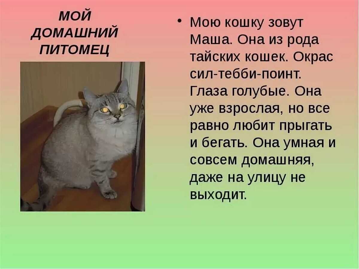 Сочинение мой любимый домашний питомец