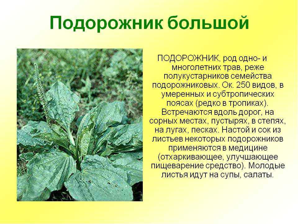 Доклад сообщение лекарственные растения (описание для детей)