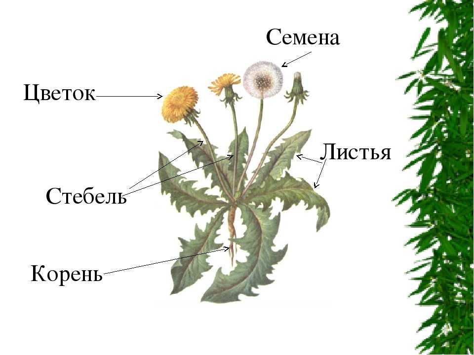 § 0—3. особенности строения вегетативных органов растений
