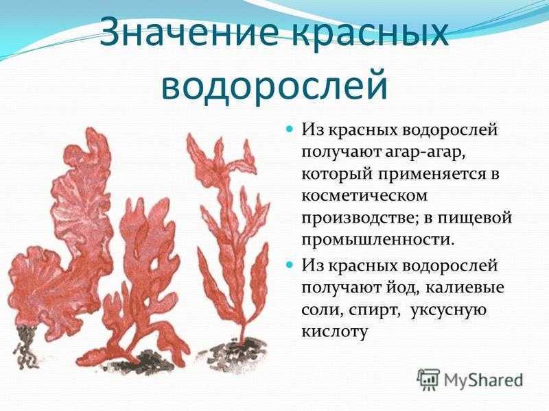 Водоросли - полезные и опасные свойства водорослей