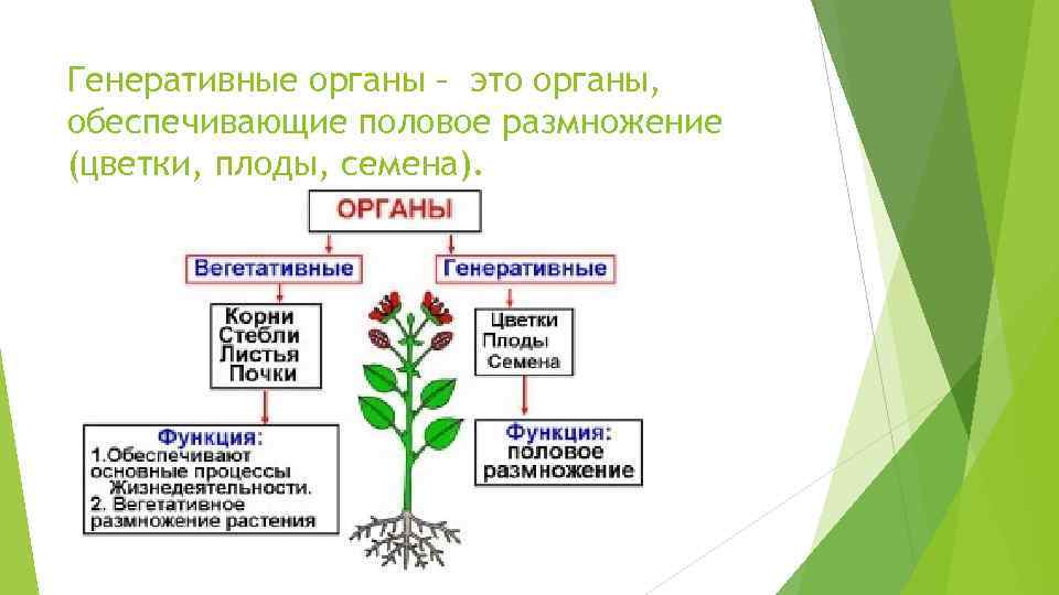 Способы размножения растений