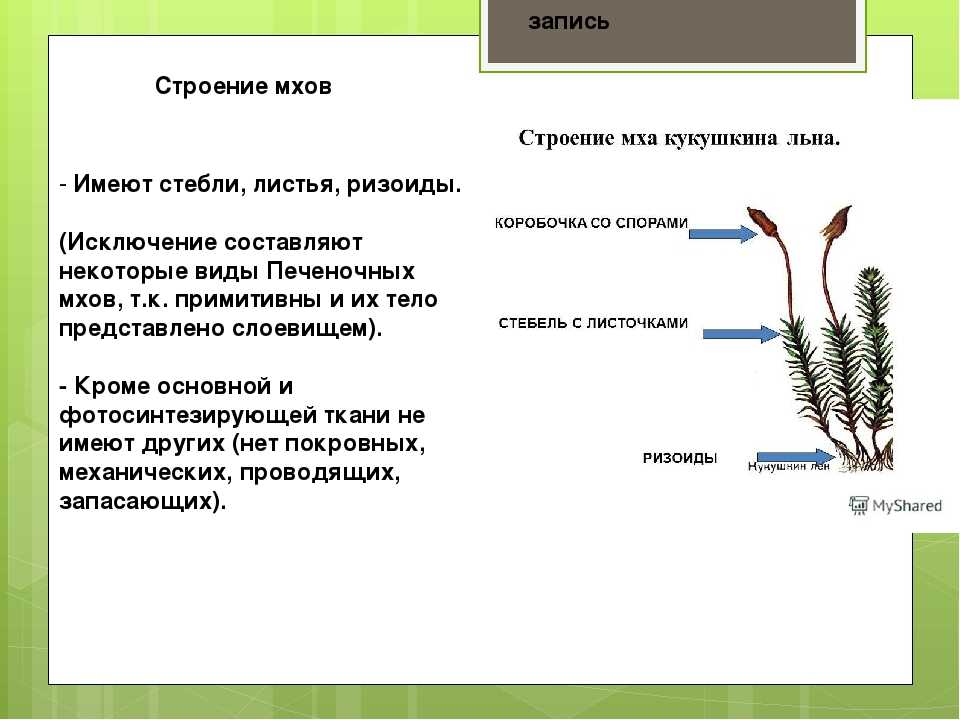 Мхи (моховидные растения)