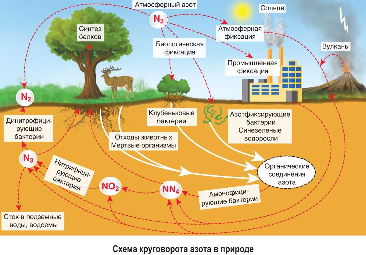 Бактерии обогащают почву азотом. их роль в круговороте атмосферного азота