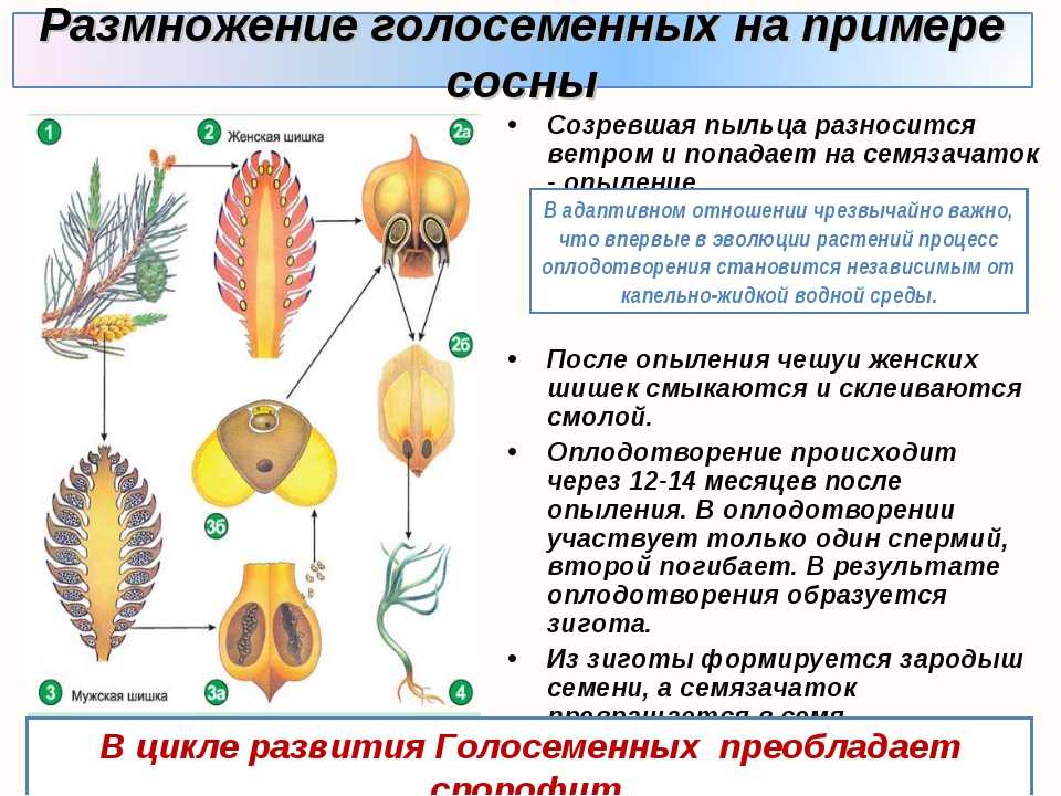 Когда и как происходит опыление у сосны?