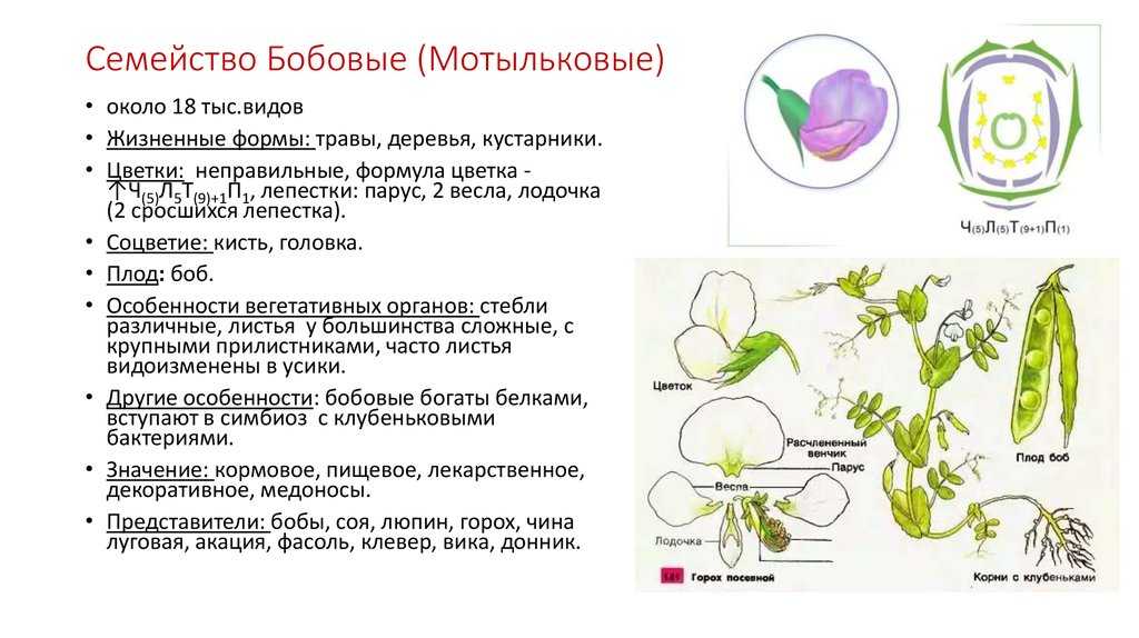 Горох посевной - бобовые - овощеводство - растениеводство - собственник