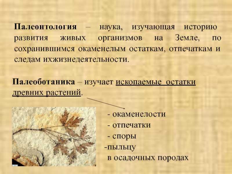 Палеоботаника: история, что изучает, методы, приемы - биология - 2023