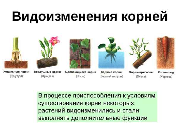 Метаморфоз растений: примеры видоизменения корней