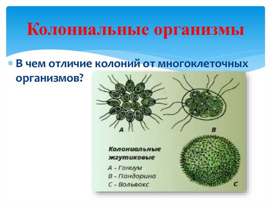 Разница между колониальными и нитевидными организмами - разница между - 2023