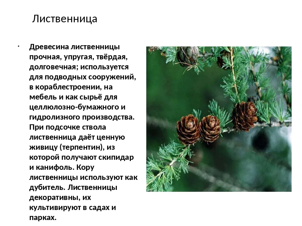 Даю 20 баллов!  опишите шишку у лиственницы: а именно её размер, форма чешуек и плотность - узнавалка.про