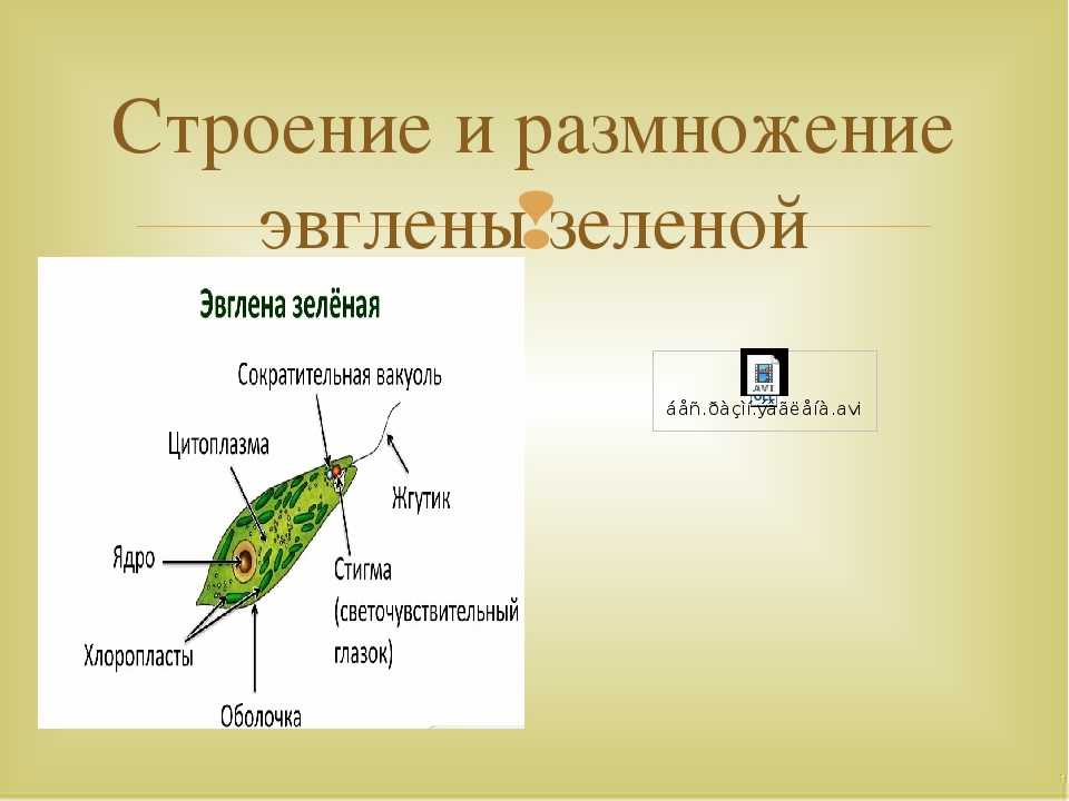 Пелликула у эвглены зеленой: что это и функции