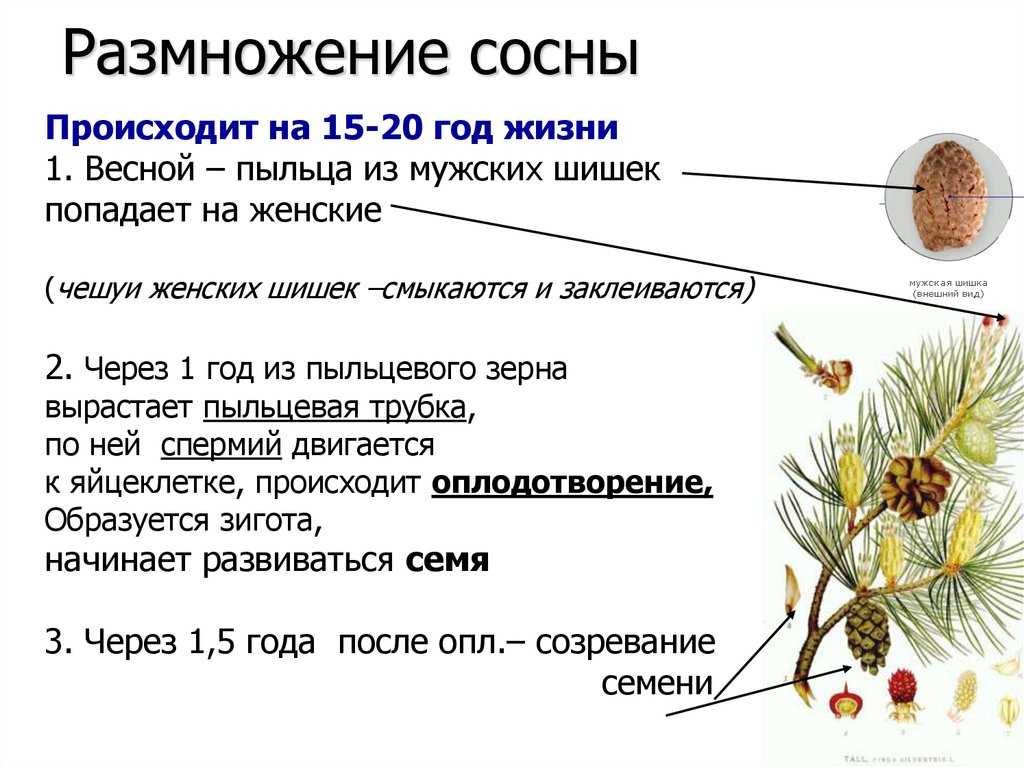 Размножение голосеменных растений