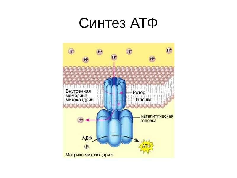 Синтез атф – полное руководство | fissi