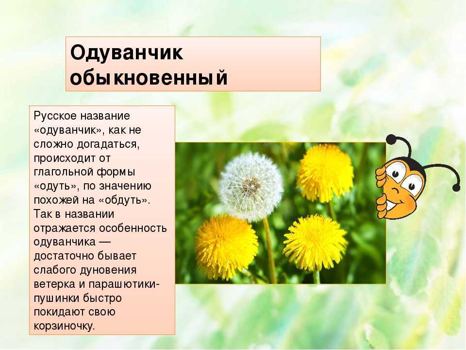 Что значит божий одуванчик. значение и происхождение выражения «божий одуванчик