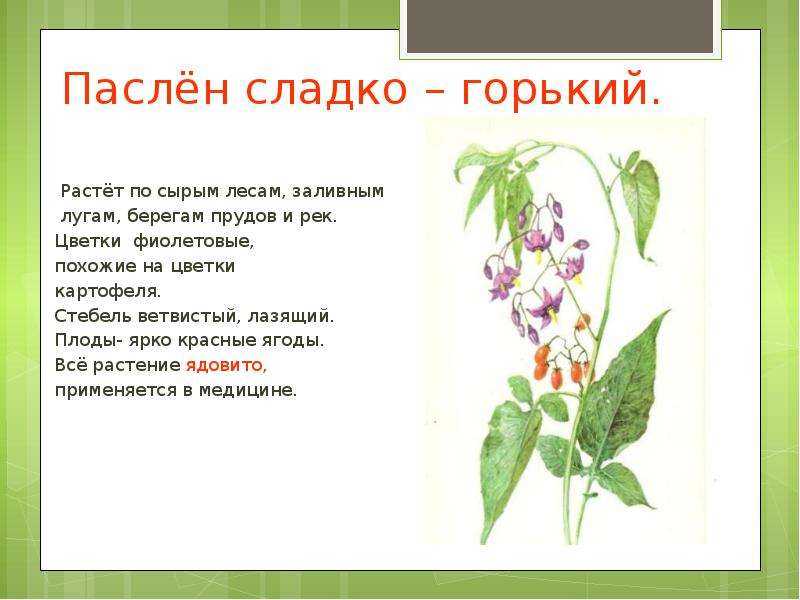 Самые ядовитые растения россии – список растений, фото и описание