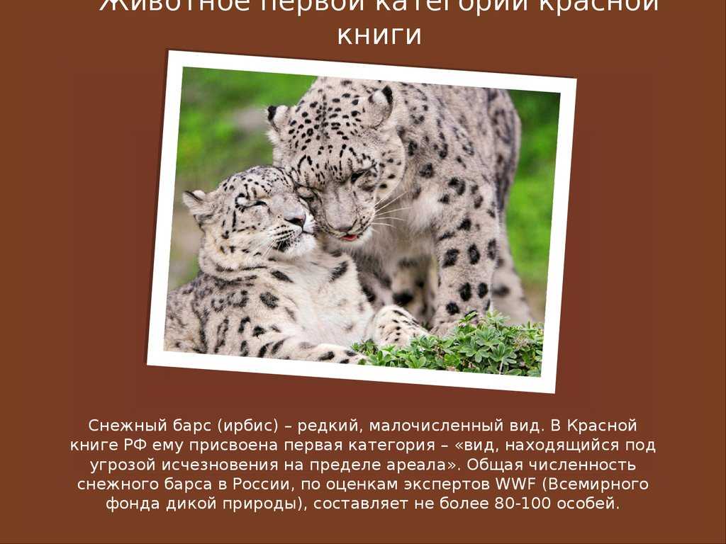 Редкие животные и растения из красной книги россии с фото и описанием