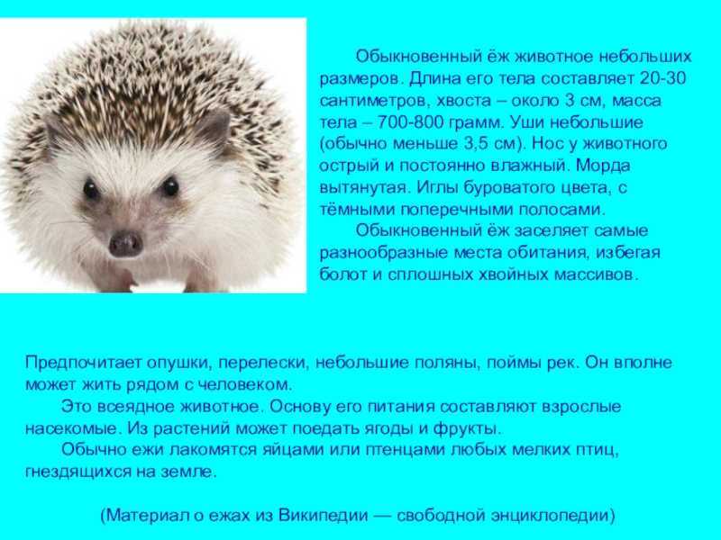 Окружающий мир 2 класс сообщение о животных – фото и описание для детей. — море позитива