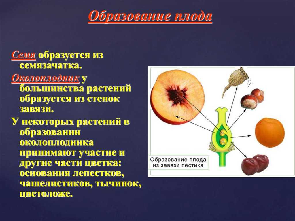 Плод
