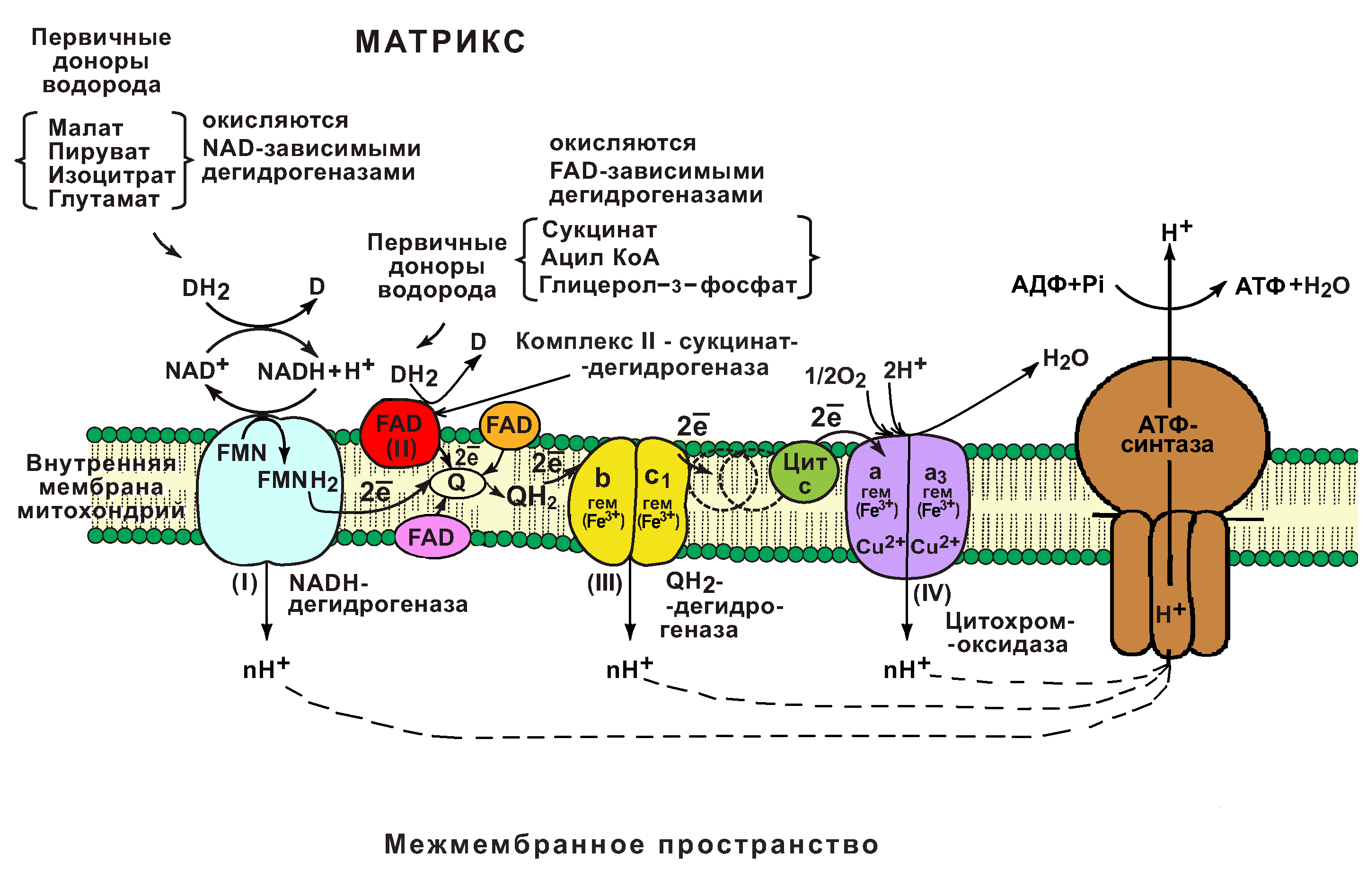 § 21. клеточное дыхание: этапы клеточного дыхания