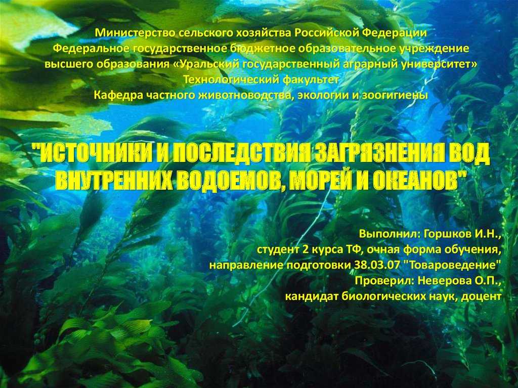 Осетровые рыбы - виды и породы семейства | список с фото и описанием