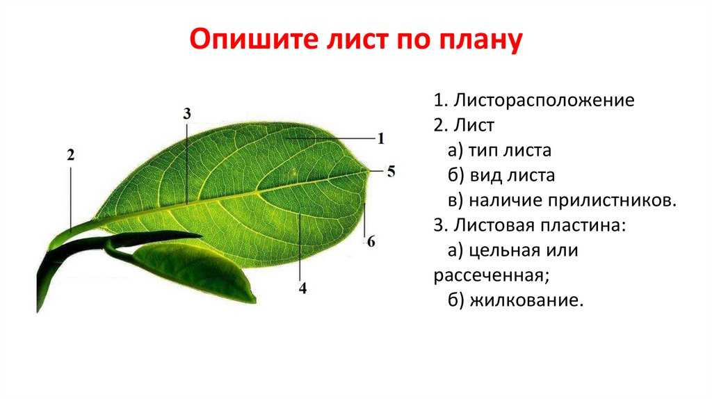 Функция столбчатой ткани листа кратко