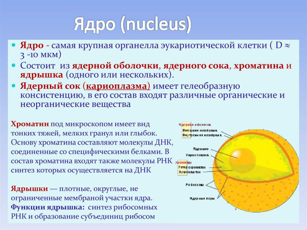 Ядро — определение, структура, состав и функции | познание мира