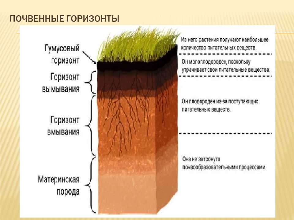 Что ⭐️ такое почва: описание, состав, особенности строения, примеры почв