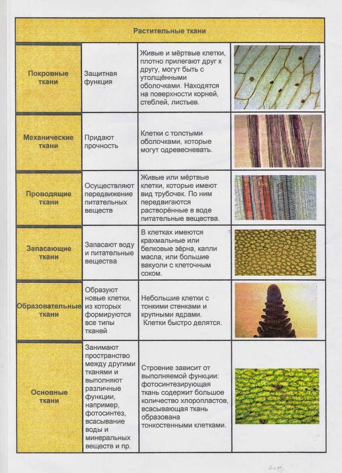 Что такое мякоть листа