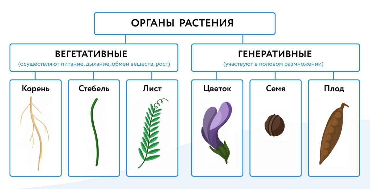 Генеративное и вегетативное размножение растений