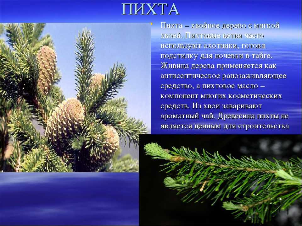 Пихта сибирская | лесная кладовая