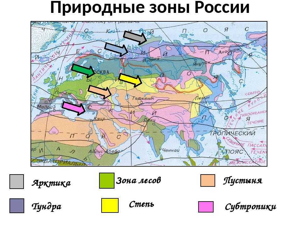 Лесотундра россии – фото зоны лесотундры, почва, климат