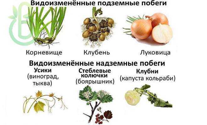 Видоизменения подземных побегов и корней