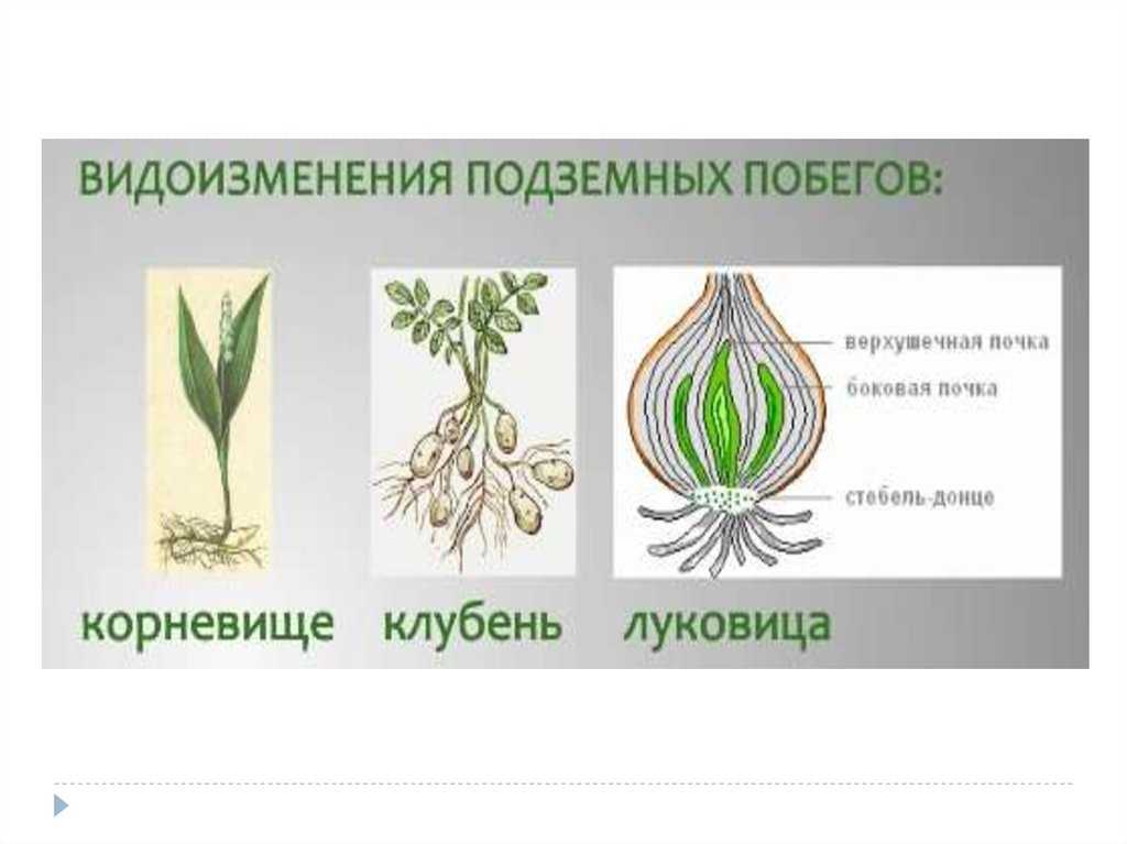 Видоизменения побегов