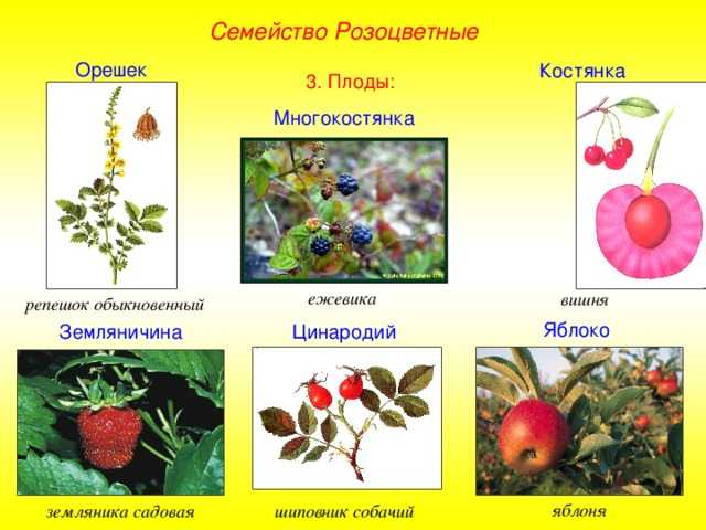 Костянка в биологии: причины, симптомы, лечение и профилактика
