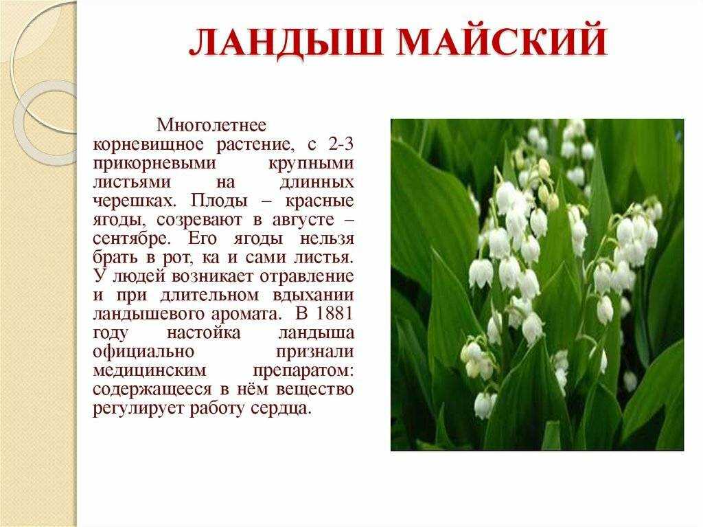 Доклад по окружающему миру 4 класс международная красная книга