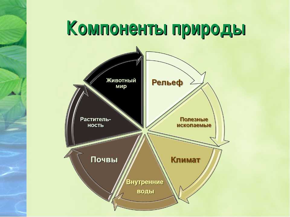 Понятие природного комплекса. компоненты природного комплекса