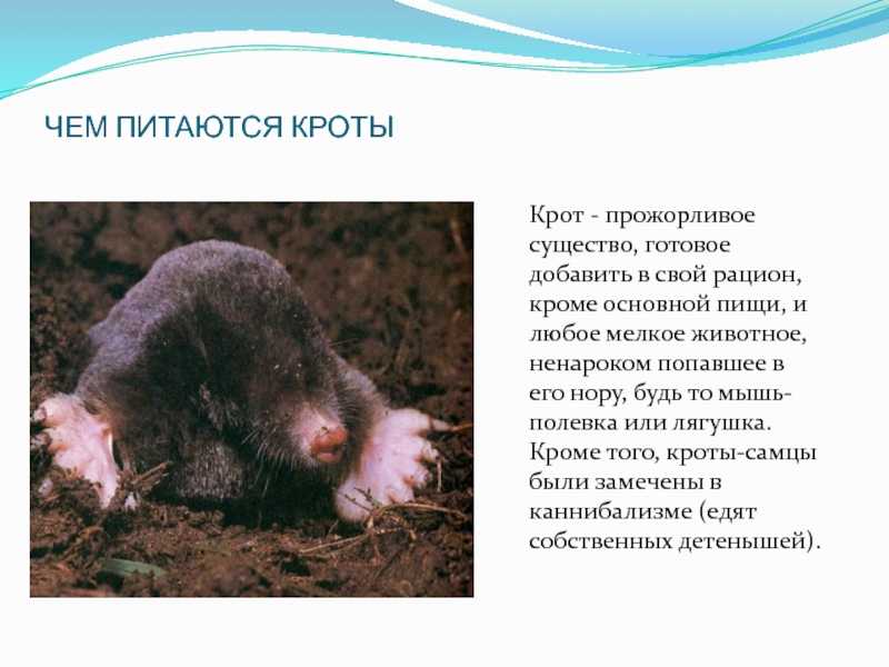 Идиоадаптации крота: какие особенности позволяют ему мастерски вести подземный образ жизни