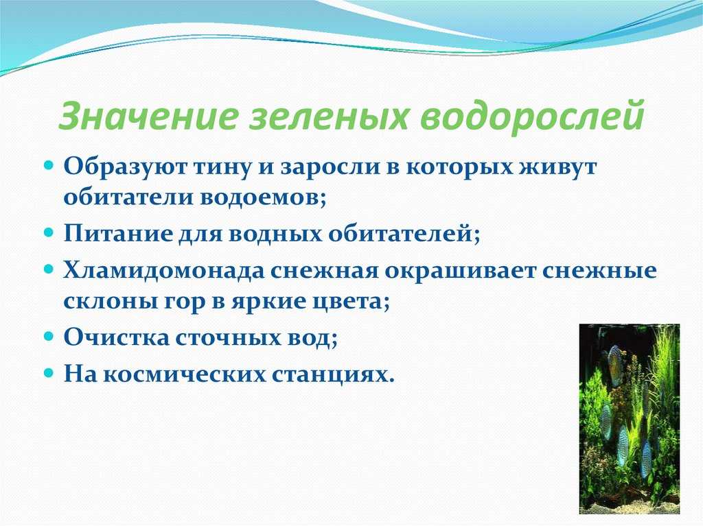 Сообщение-доклад водоросли в жизни человека