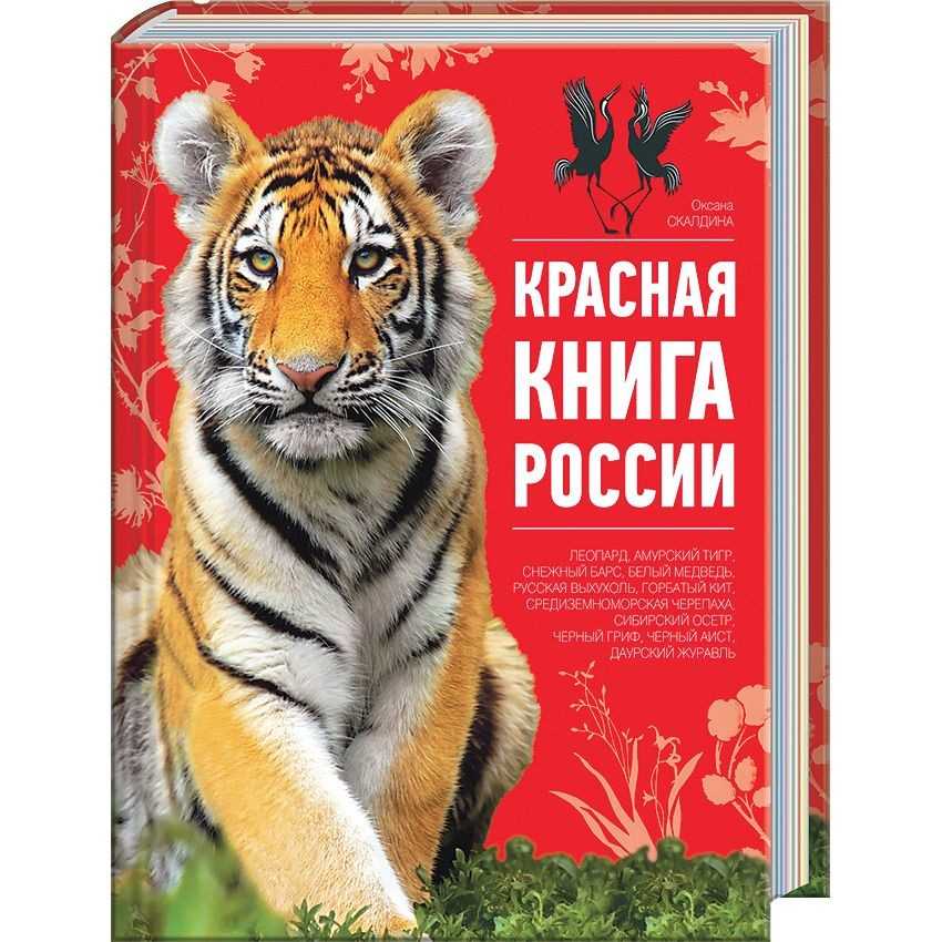 Пауки средней полосы россии — основные типы ядовитых, опасных и безопасных, названия и фото