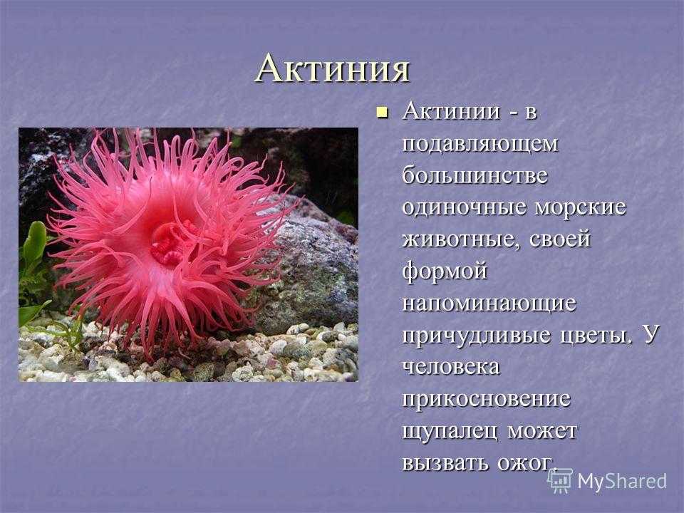 Всё о медузах